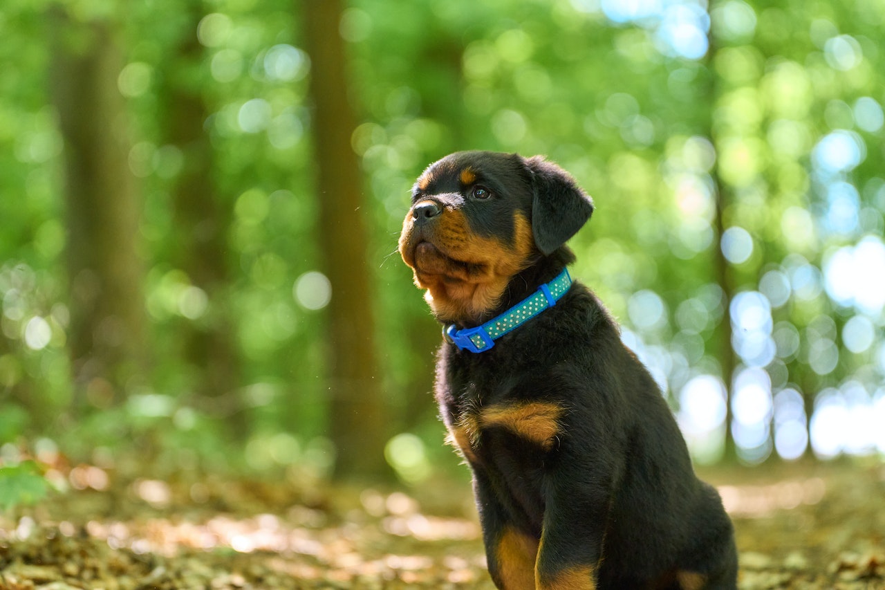 Understanding the Joyous Growls of Rottweilers