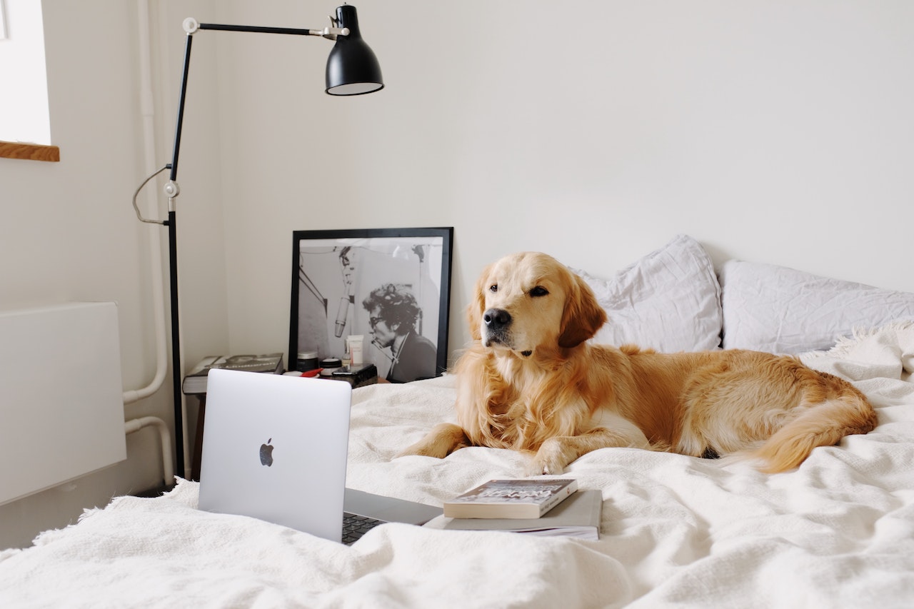 Golden retriever dog on bed with laptop computer