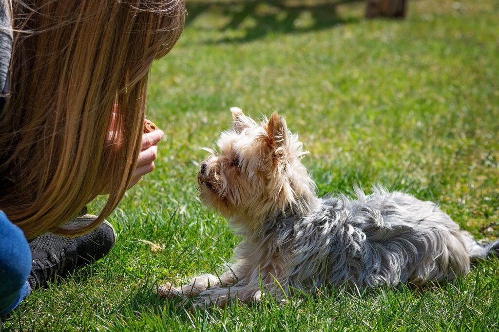 Step 1: Establishing a Strong Foundation of Trust and Leadership in Dog Training