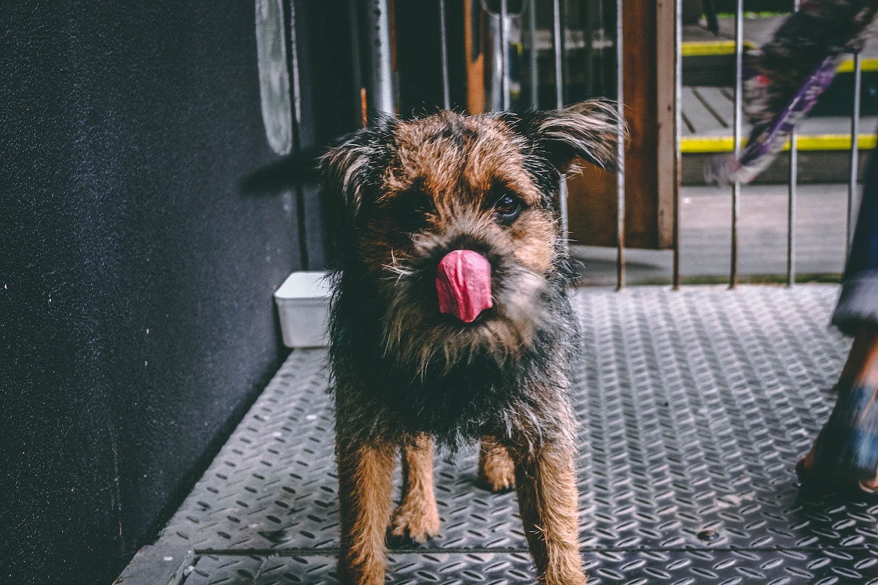 Why Do Dogs Lick The Air? Unraveling the Mysteries of Canine Behavior