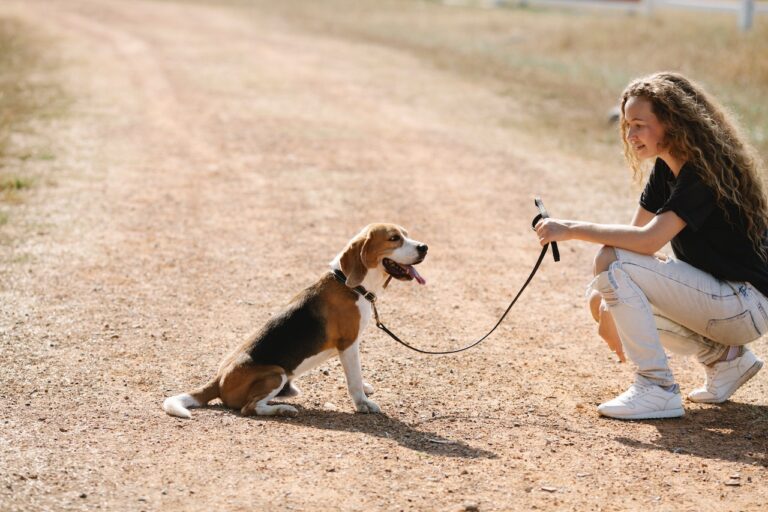 How to Teach a Dog to Sit: A Journey Through Canine Understanding