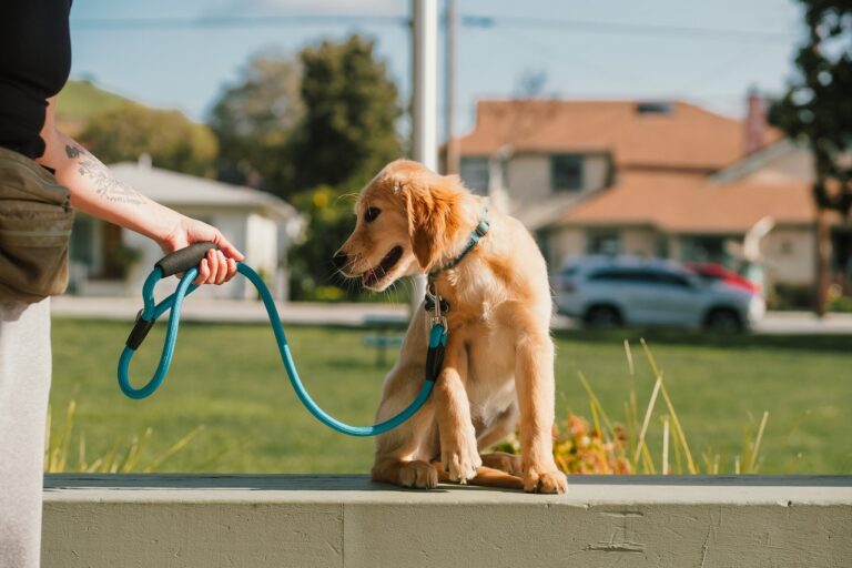 Puppy Leash Training