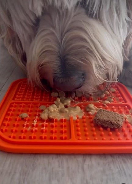 Dog licking lick mat