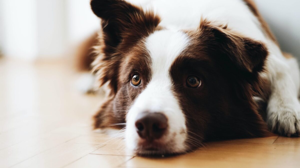 Healthy dog laying on floor