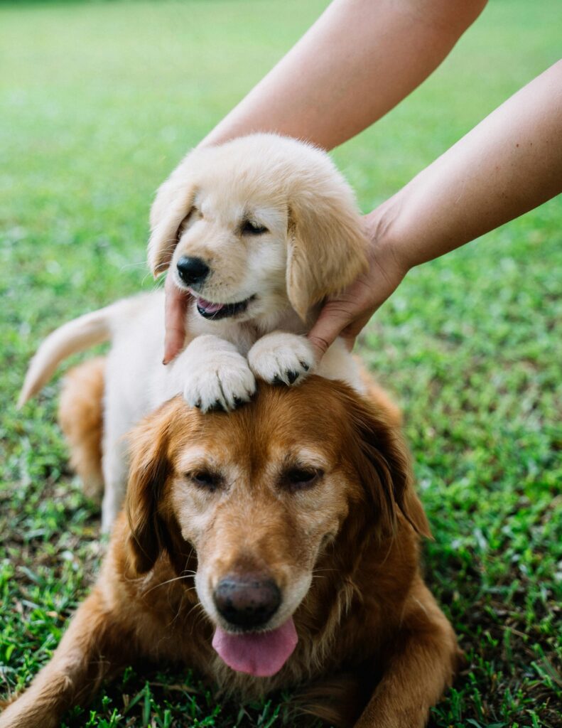 Golden retriever puppy on top of golden retriever dog