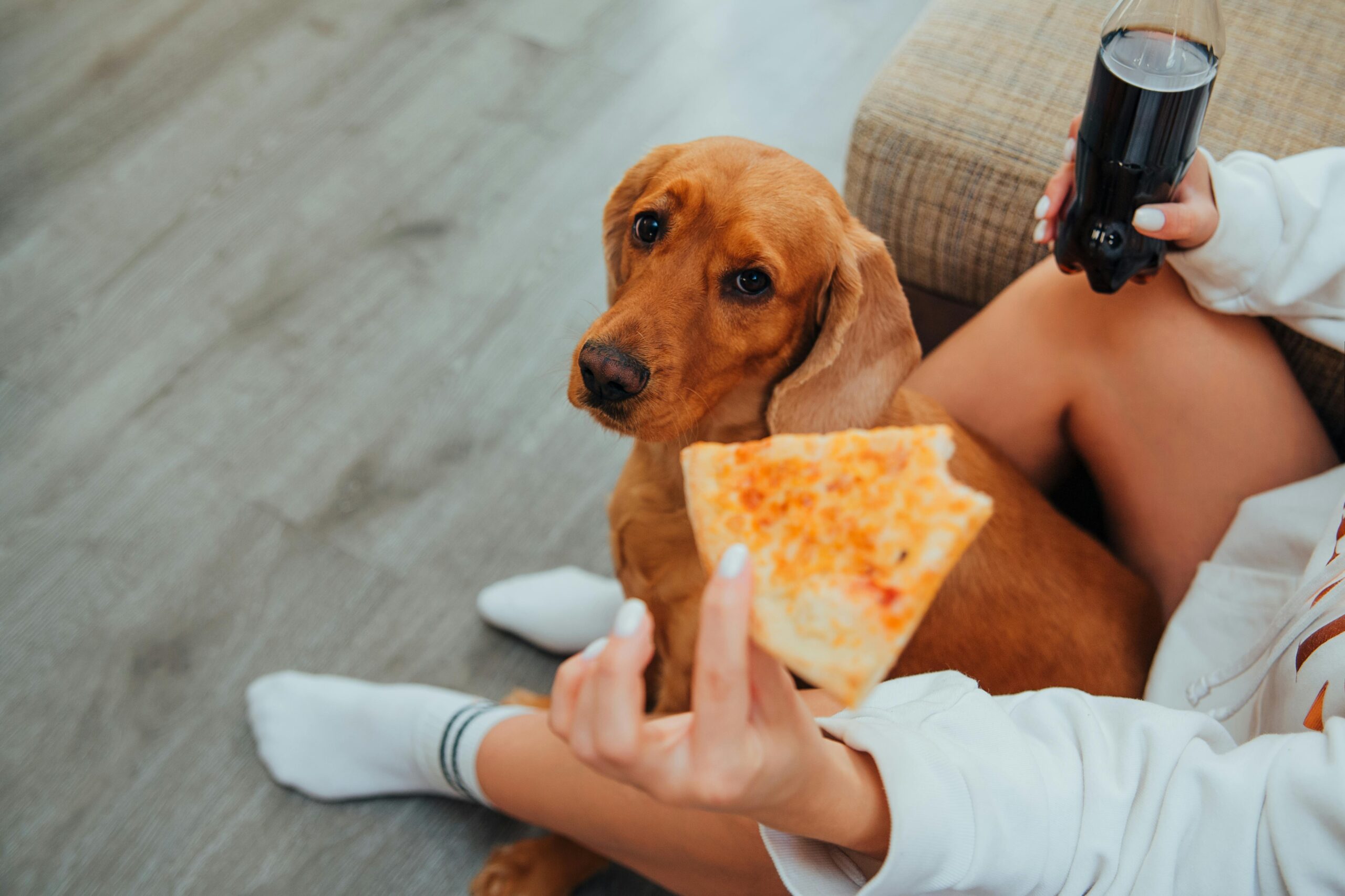 Dog begging for owners pizza