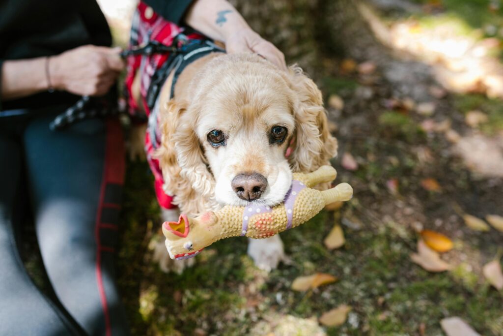 Cocker spaniel with squeaky toy