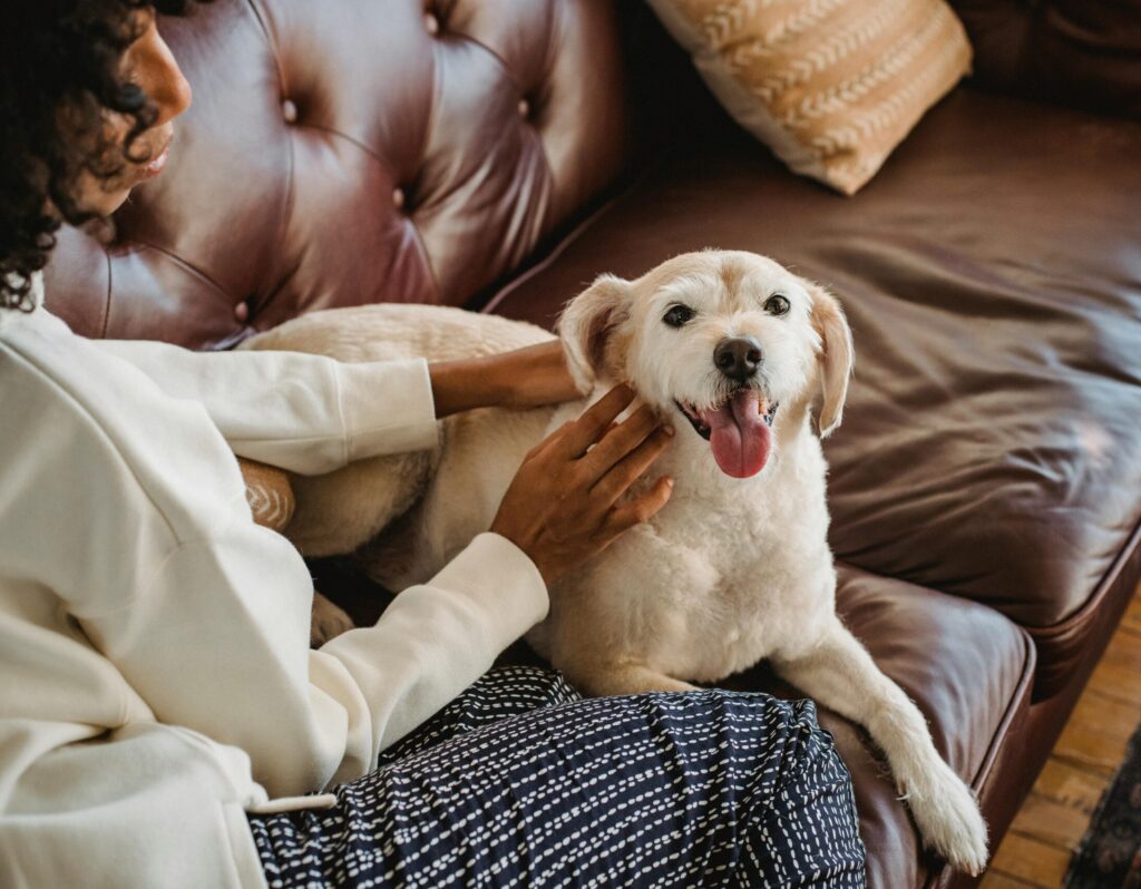 Woman petting dog on couch