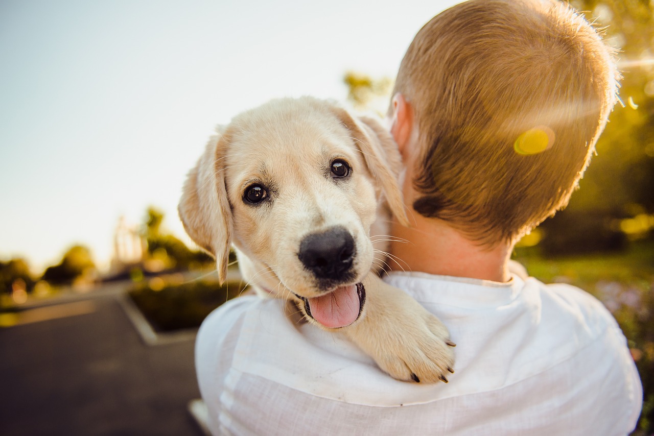 Labrador puppy smiling on mans shoulder