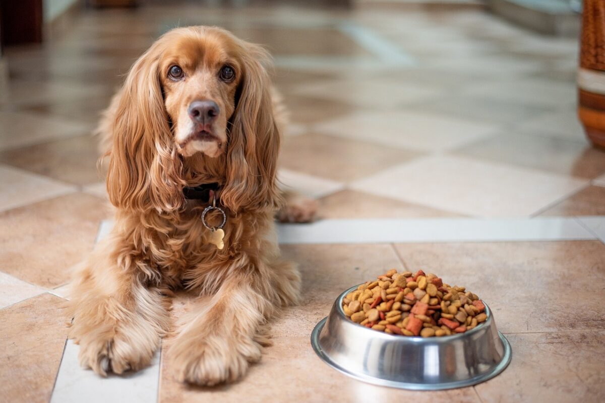 Cocker spaniel dog with bowl of dog food