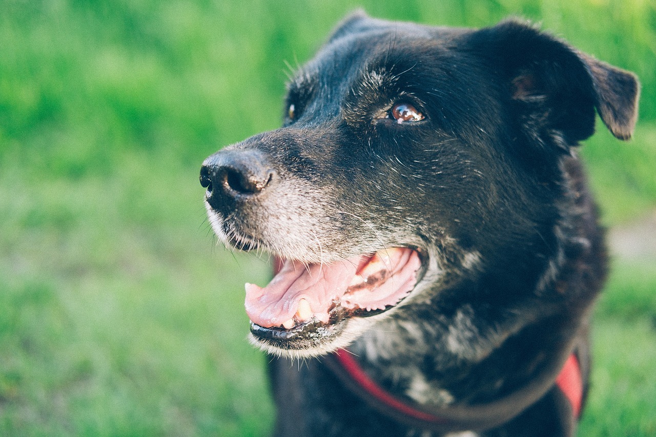 Happy senior dog