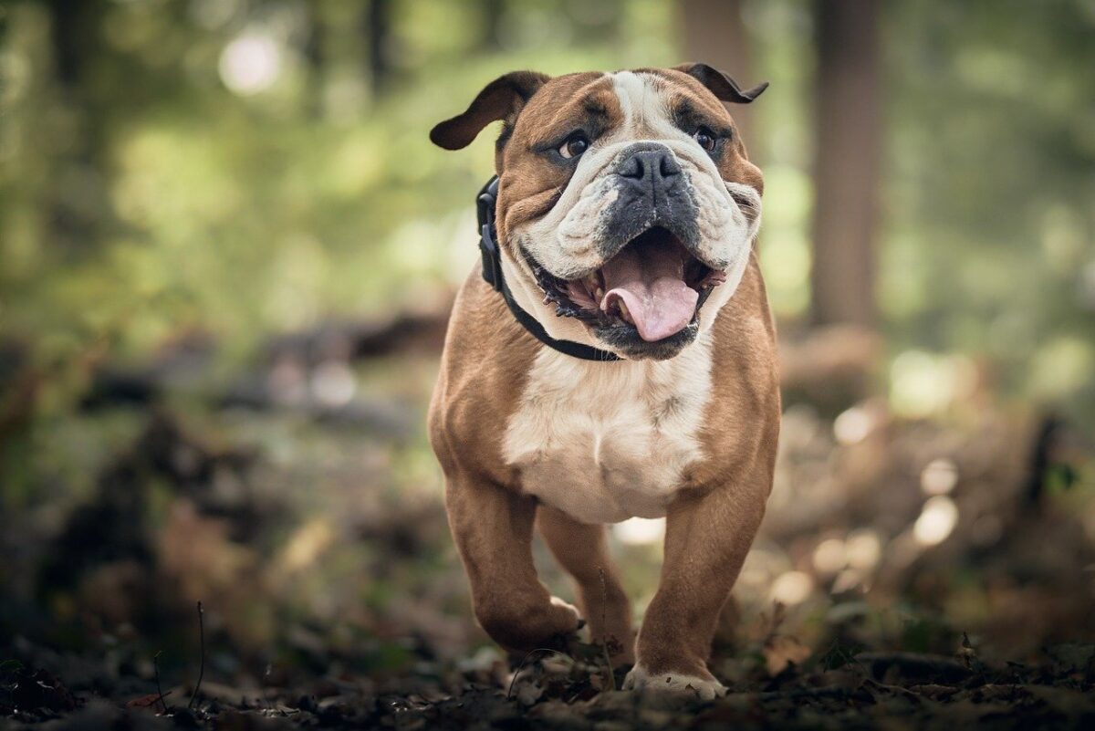 Bulldog walking happily on a trail