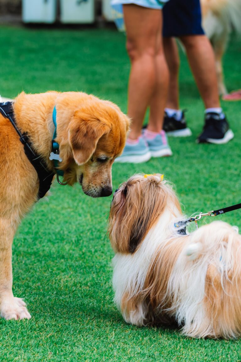 How to Introduce Your Puppy to Your Older Dog